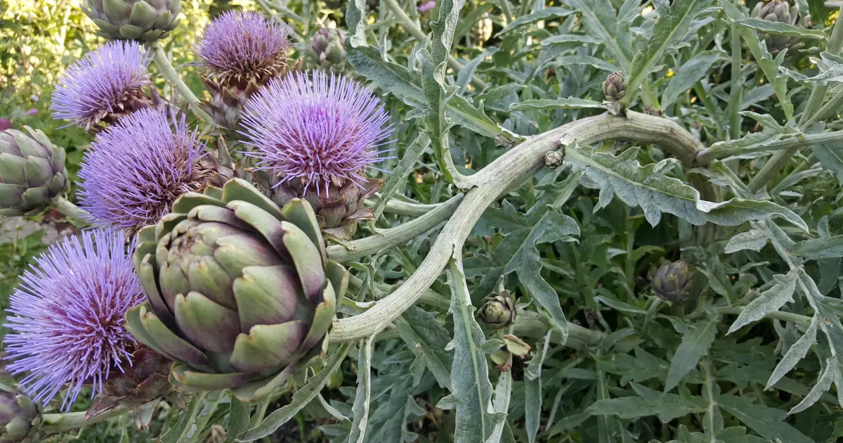 Артичока – природен сојузник за дигестија и здрав црн дроб